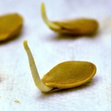 Kako potopiti sjeme tikvica prije sadnje